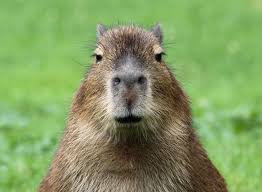 Capybara 8